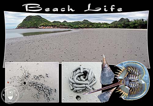 Collage 'Beach Life' by Asienreisender