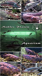 'The Sweetwater Aquarium in Nakhon Phanom' by Asienreisender