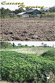 Thumbnail 'Cassava Farming in O'Smach' by Asienreisender