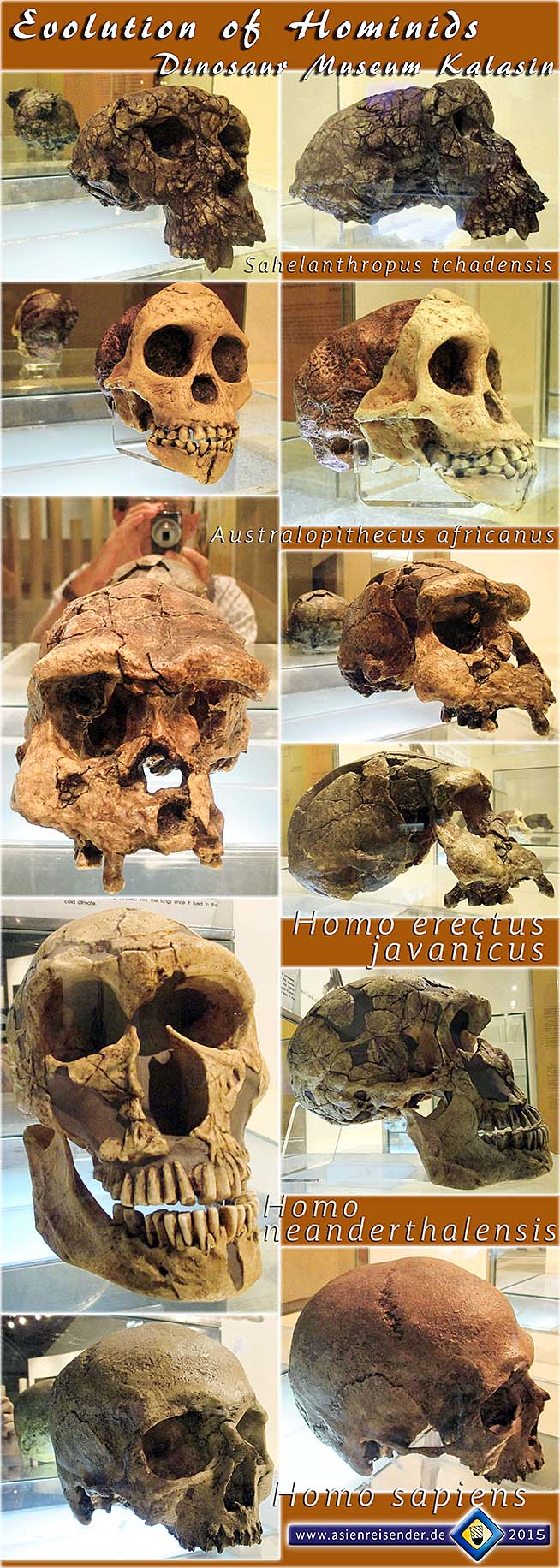 'Hominid Skulls in Evolution' by Asienreisender