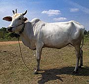 'A Cambodian Cow' by Asienreisender