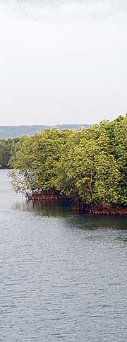 'Mangroves' by Asienreisender
