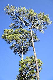 'A Pine Tree in Kirirom National Park' by Asienreisender