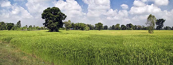 'Rice Fields in Surin' by Asienreisender