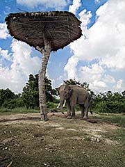 'An Elephant in Ban Khwao Sinarin' by Asienreisender