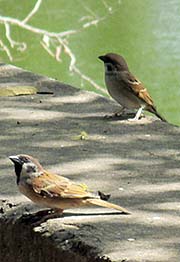 'Sparrows' by Asienreisender