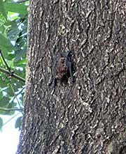 'A Bat at a Tree in Surin City' by Asienreisender