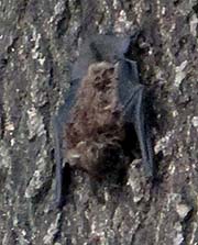 'A Bat at a Tree' by Asienreisender