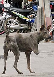 'Three-Legged Dog' by Asienreisender
