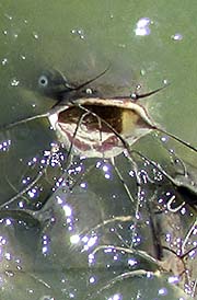 'Catfish in Phalachai Lake' by Asienreisender
