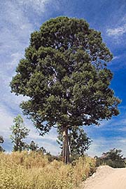 'Large Tree' by Asienreisender