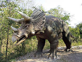 'Triceratops' by Asienreisender