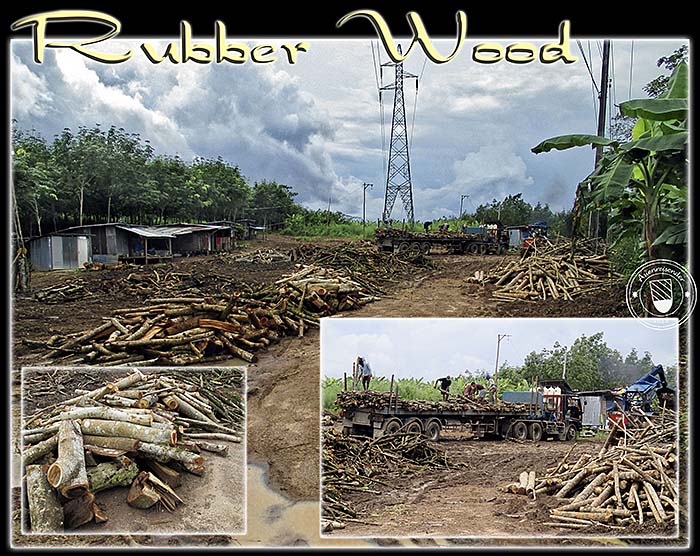 'Rubber Wood' by Asienreisender