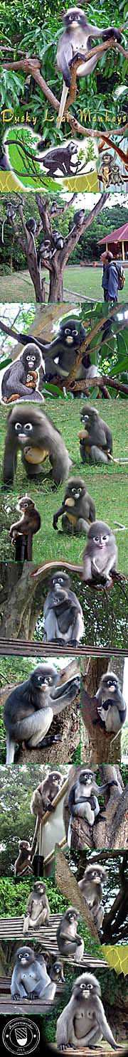 Thumbnail 'Photocomposition Dusky Leaf Monkeys' by Asienreisender
