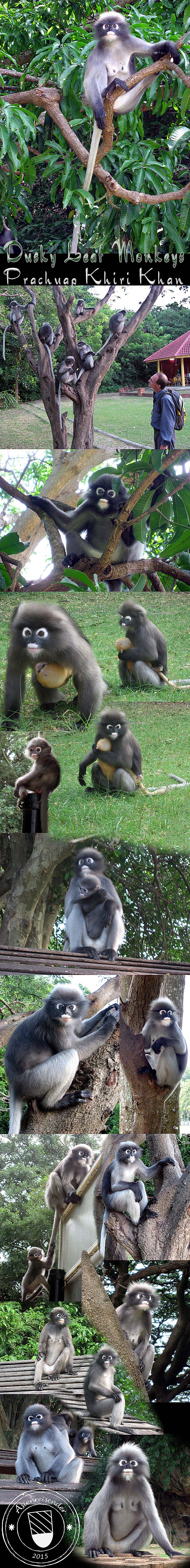 Photocomposition 'Dusky Leaf Monkeys in Prachuap Khiri Khan' by Asienreisender