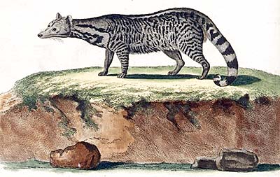 Large Indian Civet by Schreber, 1780