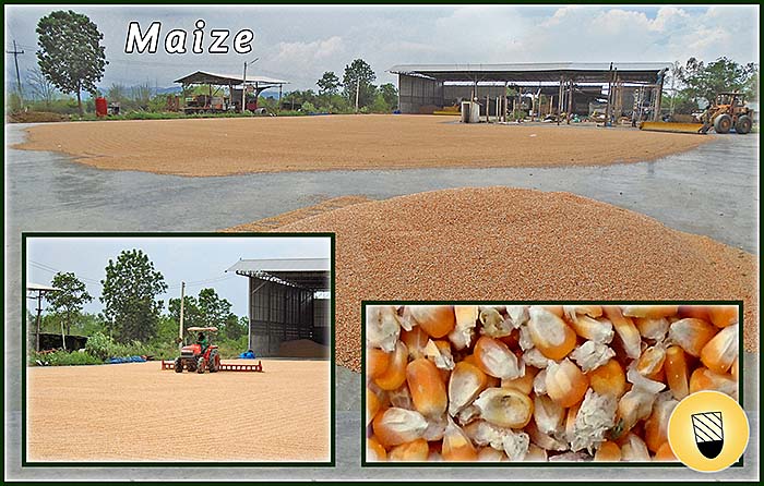 'Maize Production | Phetchabun Province | Thailand' by Asienreisender