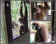 Thumbnail 'Lar Gibbon in Ranong' by Asienreisender