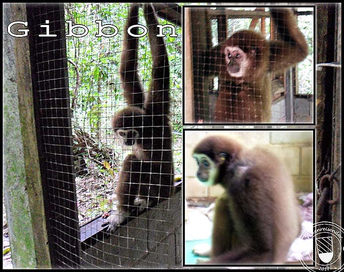 'Gibbon in a Cage in Ranong | Thailand' by Asienreisender
