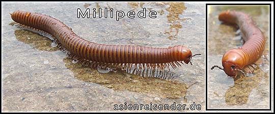 'Millipede' by Asienreisender