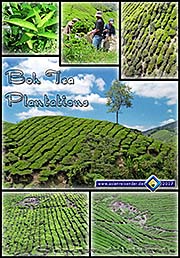 'Boh Tea Plantations | Cameron Highlands | Malaysia' by Asienreisender