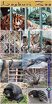 'The Zoo of Lopburi' by Asienreisender