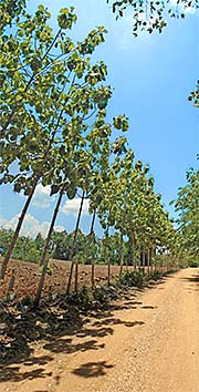 'Teak Trees Seeming a Rural Road in Phetchabun Province' by Asienreisender