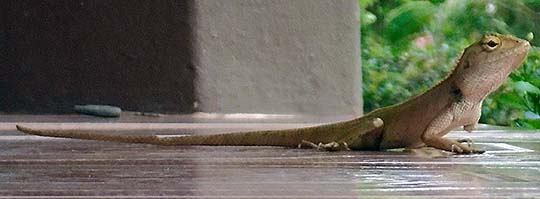 'Garden Fence Lizard | Calotes Versicolor' by Asienreisender