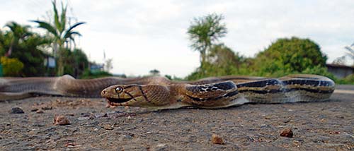 'Snake, Killed on the Road' by Asienreisender