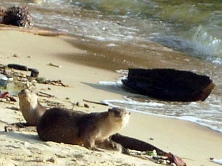 'Oriental Small-Clawed Otters at the Beach of Pangkor Island | Malaysia' by Asienreisender