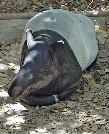 'Malayan Tapir in the Zoo of Songkhla / Thailand' by Asienreisender