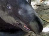 'Face of a Malayan Tapir' by Asienreisender