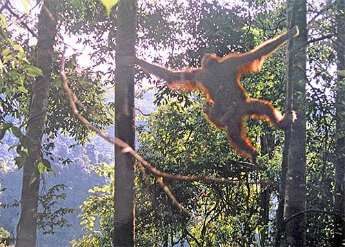 'Orangutan Mother with Baby in Bukit Lawang | Sumatra' by Asienreisender