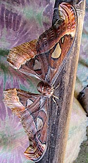 'A Huge Moth' by Asienreisender