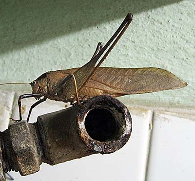 'A Locust' by Asienreisender