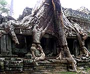 'Roots of a Giant Figtree in the Roof and Walls of Preah Khan' by Asienreisender