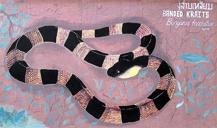 'Painting of a Banded Krait at the Walls of Dusit Zoo in Bangkok' by Asienreisender