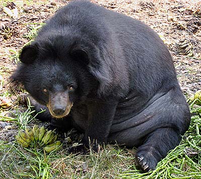 'Malayan Sun Bear in Lopburi Zoo' by Asienreisender