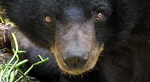 'Face of an Malayan Sun Bear' by Asienreisender