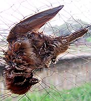 'A Bird Caught in a Net in Mae Sot' by Asienreisender