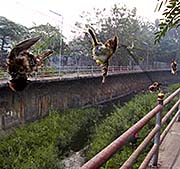 'Birds Caught in a Net in Mae Sot' by Asienreisender