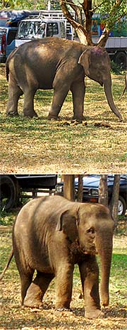 'Two Elephants in Si Satchanalai Historical Park' by Asienreisender