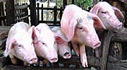 'Swines in Ban Nai Soi' by Asienreisender