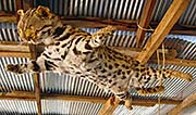 'A Stuffed Leopard in Mae Salong | Santikhiri' by Asienreisender