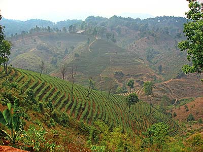 'The Tea Plantations of Mae Salong | Santikhiri' by Asienreisender