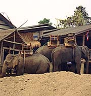 'Elephants in a Camp at the Banks of Kok River | Tha Ton to Chiang Rai| North Thailand' by Asienreisender