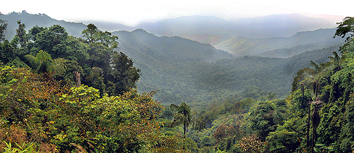 'Tropical Rainforest in Doi Phu Kha National Park' by Asienreisender
