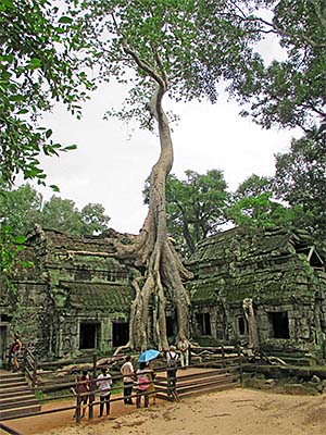 'A Huge Figtree in Ta Prohm | Angkor Archaeological Park' by Asienreisender