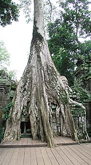 'A Giant Figtree growing on the Ruins of Ta Prohm' by Asienreisender