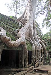 'Roots of a Giant Figtree in Ta Prohm' by Asienreisender